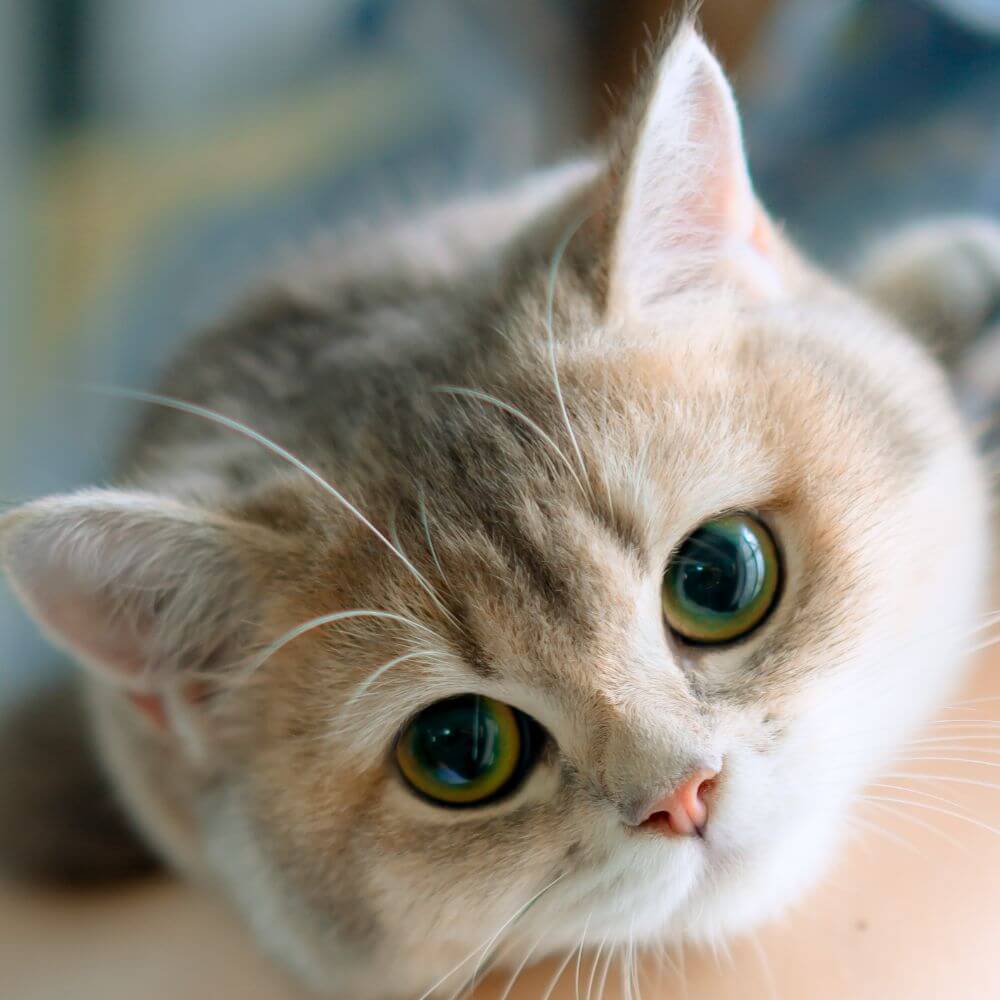 a cute cat face