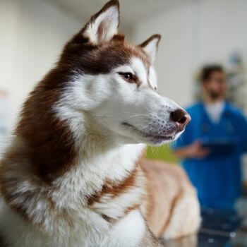 a dog in vet clinic