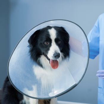 a dog wear surgery cone 