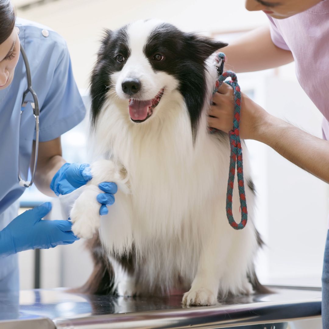 a dog being checked by a vet