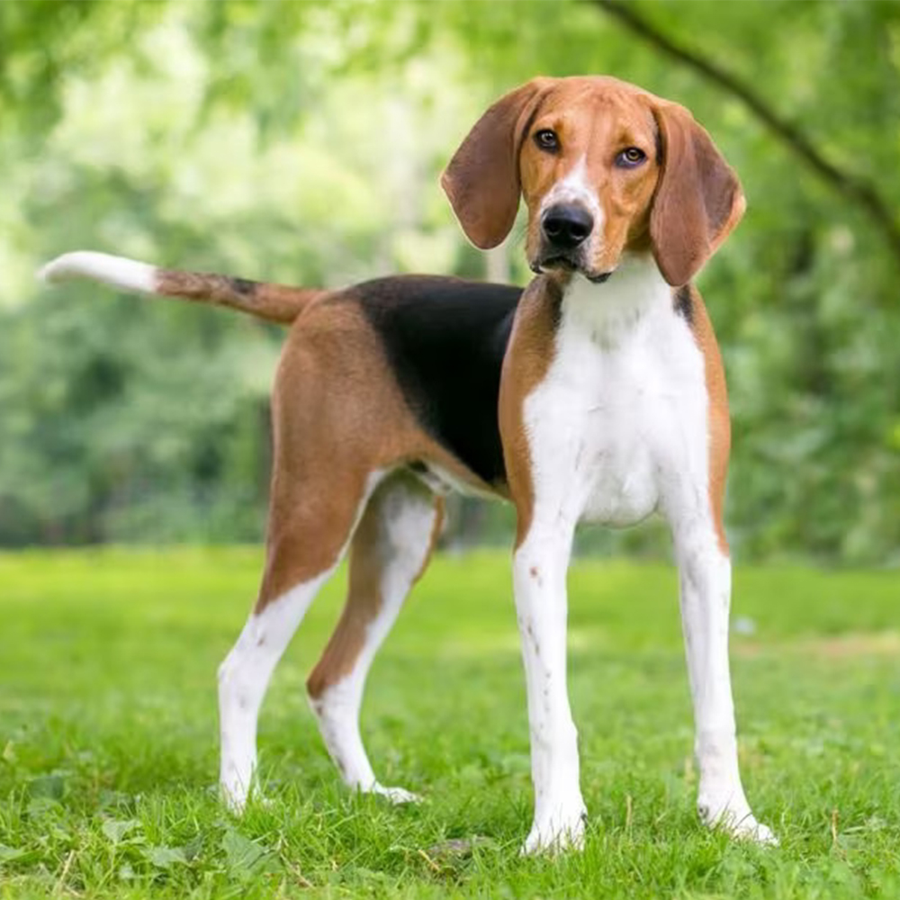 a foxhound dog standing in grass