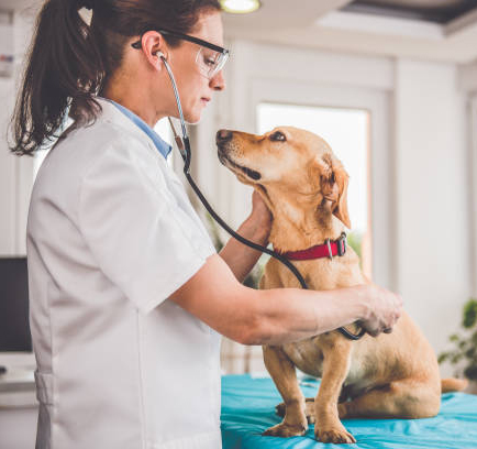 a person wearing a white coat and stethoscope examining a dog