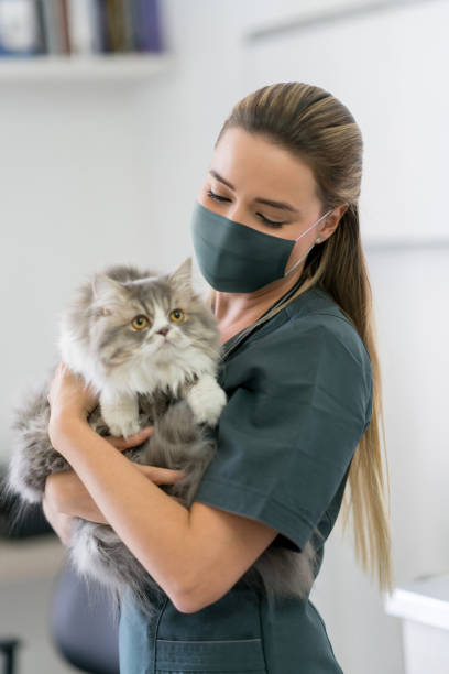 vet-wearing-a-facemask-at-the-clinic-while-holding-a-cat