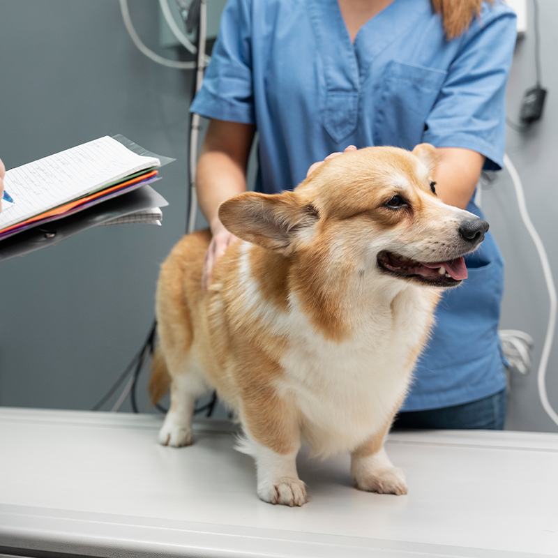 veterinarian-taking-care-pet