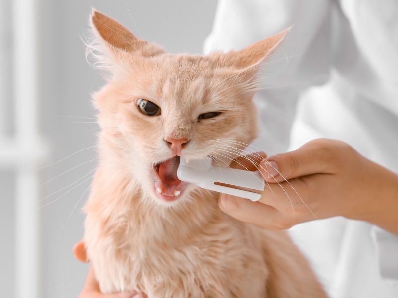 woman brushing cats teeth
