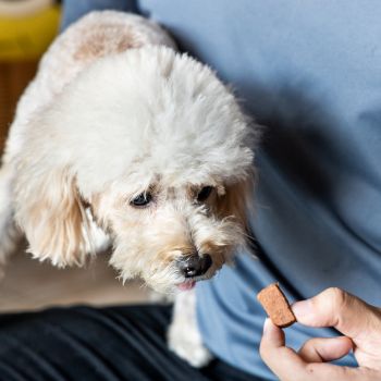 person giving dog parasite prevention