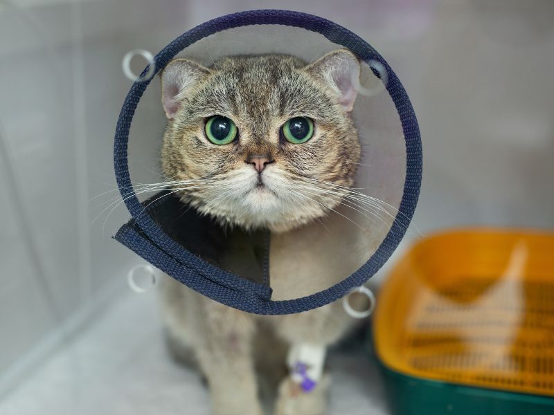 cat wearing surgery cone